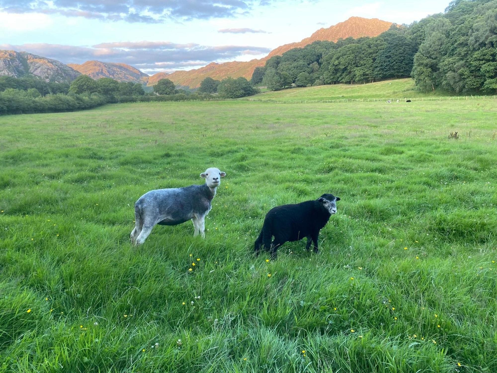 Cosy Glamping In The Eskdale Valley - Studio Lodges And Mega Pods Zewnętrze zdjęcie